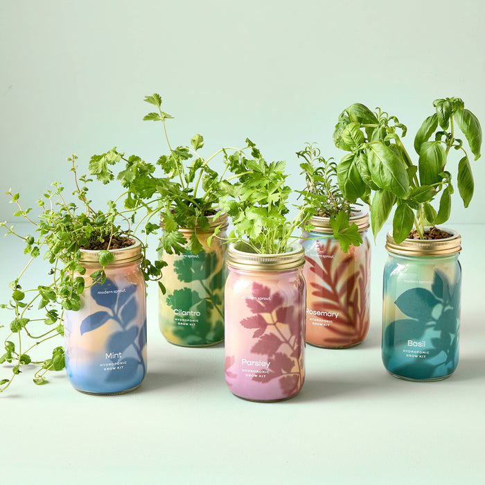 Herb Garden Jar: Basil