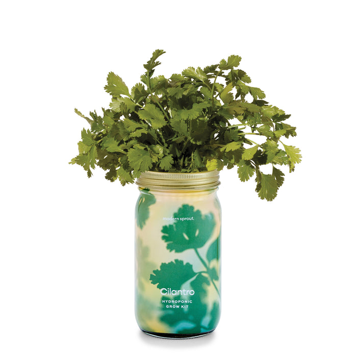 Herb Garden Jar: Basil