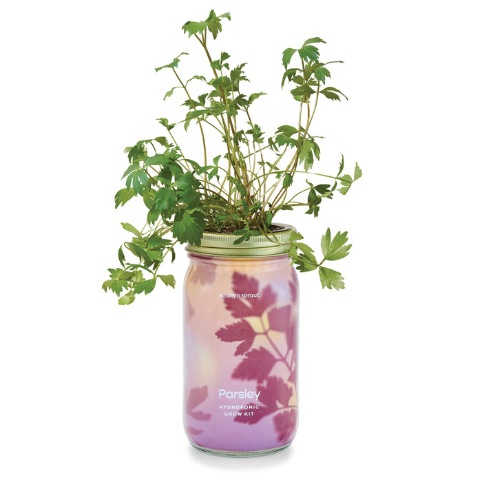 Herb Garden Jar: Basil