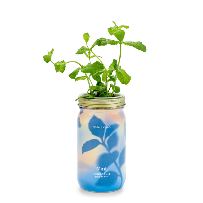 Herb Garden Jar: Basil