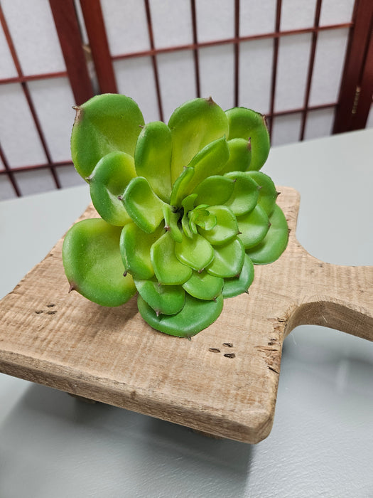 Green Succulent - 4 1/2"