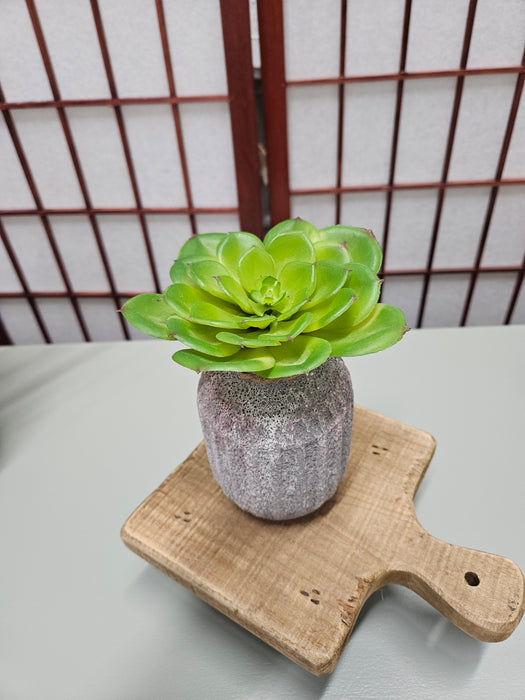 Green Succulent - 4 1/2"