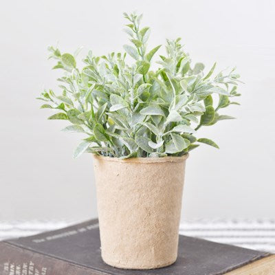 Dusty Leaf Plant in Paper Pot