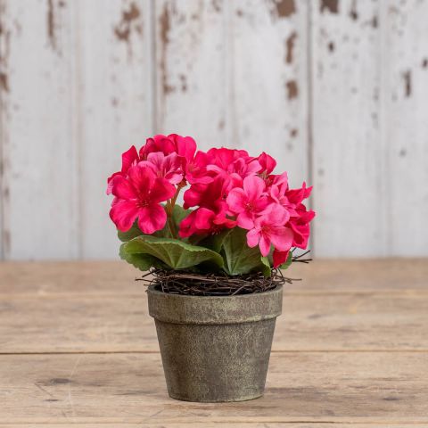 7" Dark Pink Potted Geranium